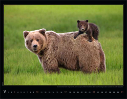 Kalender Wilde Bären 2015